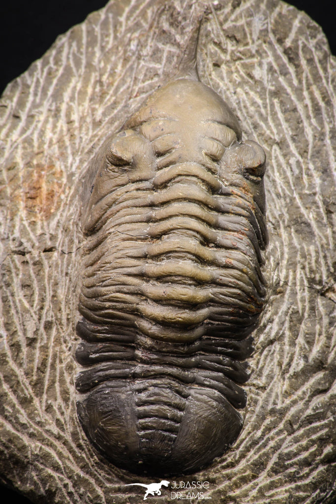 08316 - Well Prepared 3.25 Inch Morocconites malladoides Middle Devonian