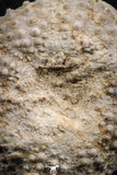 07388 - Top Quality 1.71 Inch Tetragramma marticense (Sea Urchin) Cretaceous