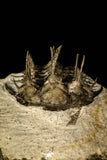 30220 - Museum Grade Spiny 1.65 Inch Comura bultyncki Middle Devonian Trilobite