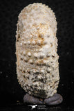 07388 - Top Quality 1.71 Inch Tetragramma marticense (Sea Urchin) Cretaceous