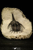 30221 - Top Rare 2.06 Inch Psychopyge Termierorum Middle Devonian Trilobite