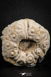 07390 - Top Quality 2.33 Inch Goniopygus menardi (Sea Urchin) Upper Cretaceous