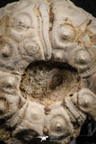 07390 - Top Quality 2.33 Inch Goniopygus menardi (Sea Urchin) Upper Cretaceous