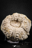 07390 - Top Quality 2.33 Inch Goniopygus menardi (Sea Urchin) Upper Cretaceous