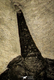 30221 - Top Rare 2.06 Inch Psychopyge Termierorum Middle Devonian Trilobite