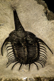 30221 - Top Rare 2.06 Inch Psychopyge Termierorum Middle Devonian Trilobite