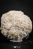 07390 - Top Quality 2.33 Inch Goniopygus menardi (Sea Urchin) Upper Cretaceous