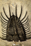 30221 - Top Rare 2.06 Inch Psychopyge Termierorum Middle Devonian Trilobite