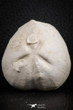 07392 - Top Rare 2.03 Inch Micraster (Heart Urchin) Upper Cretaceous