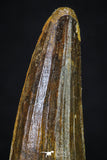 20269 - Nicely Preserved 2.99 Inch Spinosaurus Dinosaur Tooth Cretaceous