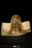 30224 - Nicely Prepared 2.38 Inch Paralejurus spatuliformis Devonian Trilobite