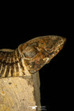 30224 - Nicely Prepared 2.38 Inch Paralejurus spatuliformis Devonian Trilobite
