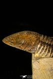 30224 - Nicely Prepared 2.38 Inch Paralejurus spatuliformis Devonian Trilobite