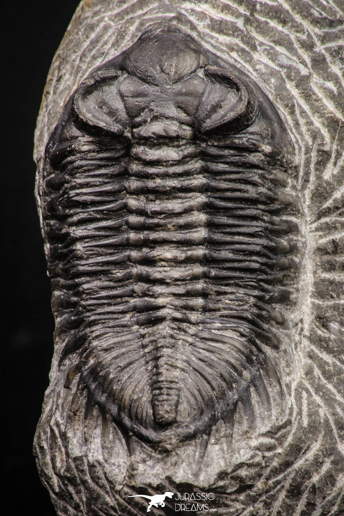 08322 - Superb Bug Eyed 2.02 Inch Coltraneia effelesa Middle Devonian