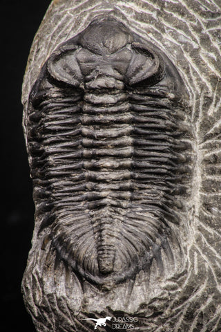 08322 - Superb Bug Eyed 2.02 Inch Coltraneia effelesa Middle Devonian