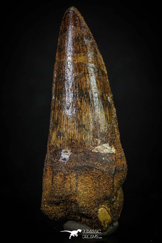 20271 - Well Preserved 2.59 Inch Spinosaurus Dinosaur Tooth Cretaceous
