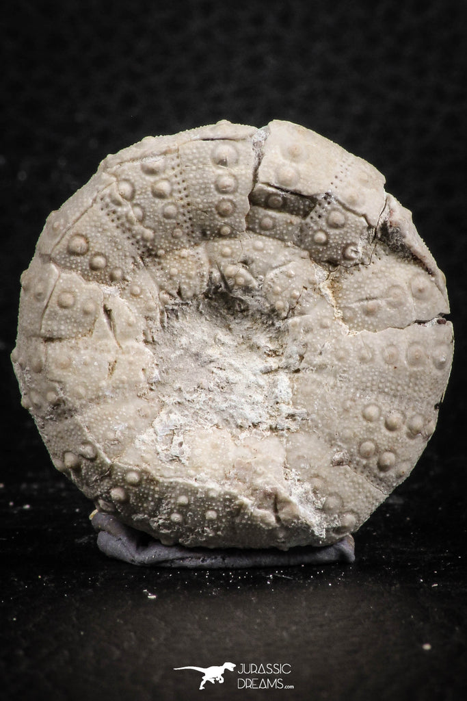 07395 - Top Quality 1.50 Inch Tetragramma marticense (Sea Urchin) Cretaceous