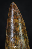 20271 - Well Preserved 2.59 Inch Spinosaurus Dinosaur Tooth Cretaceous