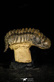 30225 - Top Beautiful 2.61 Inch Crotalocephalina (Crotalocephalus) gibbus Lower Devonian Trilobite