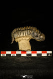 30225 - Top Beautiful 2.61 Inch Crotalocephalina (Crotalocephalus) gibbus Lower Devonian Trilobite