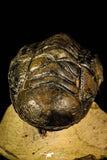 30225 - Top Beautiful 2.61 Inch Crotalocephalina (Crotalocephalus) gibbus Lower Devonian Trilobite