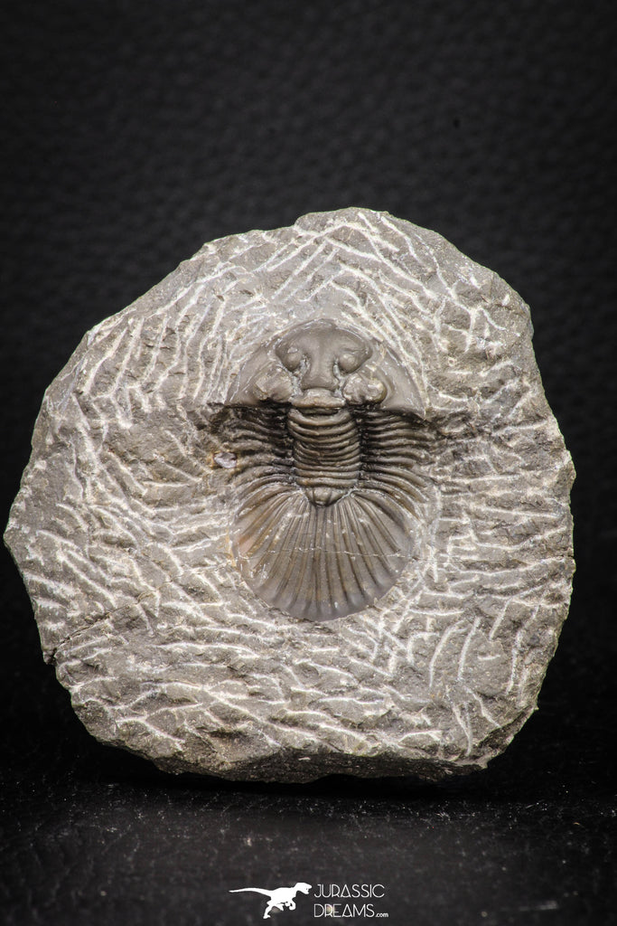 08323 - Top Quality 1.43 Inch Platyscutellum sp Lower Devonian