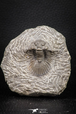 08323 - Top Quality 1.43 Inch Platyscutellum sp Lower Devonian