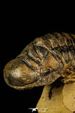 30225 - Top Beautiful 2.61 Inch Crotalocephalina (Crotalocephalus) gibbus Lower Devonian Trilobite