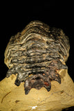 30225 - Top Beautiful 2.61 Inch Crotalocephalina (Crotalocephalus) gibbus Lower Devonian Trilobite