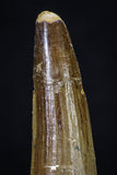 20273 - Well Preserved 2.74 Inch Spinosaurus Dinosaur Tooth Cretaceous