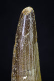 20273 - Well Preserved 2.74 Inch Spinosaurus Dinosaur Tooth Cretaceous