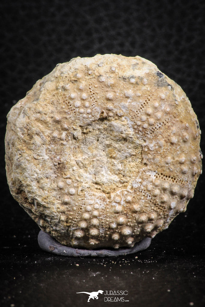 07397 - Top Quality 1.65 Inch Tetragramma marticense (Sea Urchin) Cretaceous
