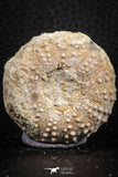 07397 - Top Quality 1.65 Inch Tetragramma marticense (Sea Urchin) Cretaceous