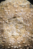 07397 - Top Quality 1.65 Inch Tetragramma marticense (Sea Urchin) Cretaceous