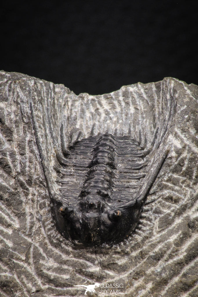 08325 - Nicely Preserved Spiny 1.28 Inch Leonaspis sp Middle Devonian