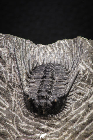 08325 - Nicely Preserved Spiny 1.28 Inch Leonaspis sp Middle Devonian