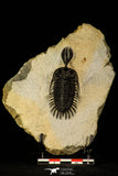30227 - Museum Grade Trident 2.61 Inch Walliserops trifurcatus Middle Devonian Trilobite