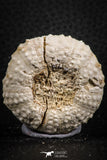 07398 - Top Quality 1.61 Inch Tetragramma marticense (Sea Urchin) Cretaceous