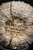 07398 - Top Quality 1.61 Inch Tetragramma marticense (Sea Urchin) Cretaceous