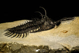 30227 - Museum Grade Trident 2.61 Inch Walliserops trifurcatus Middle Devonian Trilobite