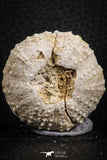 07398 - Top Quality 1.61 Inch Tetragramma marticense (Sea Urchin) Cretaceous