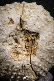 07398 - Top Quality 1.61 Inch Tetragramma marticense (Sea Urchin) Cretaceous