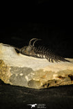 30227 - Museum Grade Trident 2.61 Inch Walliserops trifurcatus Middle Devonian Trilobite