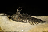 30227 - Museum Grade Trident 2.61 Inch Walliserops trifurcatus Middle Devonian Trilobite