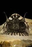 30227 - Museum Grade Trident 2.61 Inch Walliserops trifurcatus Middle Devonian Trilobite