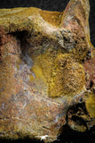 07401 - Top Rare 2.07 Inch Spinosaurid Dinosaur Partial Vertebra Bone Cretaceous KemKem Beds