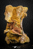 07401 - Top Rare 2.07 Inch Spinosaurid Dinosaur Partial Vertebra Bone Cretaceous KemKem Beds