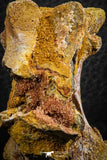 07401 - Top Rare 2.07 Inch Spinosaurid Dinosaur Partial Vertebra Bone Cretaceous KemKem Beds
