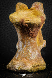 07401 - Top Rare 2.07 Inch Spinosaurid Dinosaur Partial Vertebra Bone Cretaceous KemKem Beds