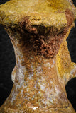 07401 - Top Rare 2.07 Inch Spinosaurid Dinosaur Partial Vertebra Bone Cretaceous KemKem Beds